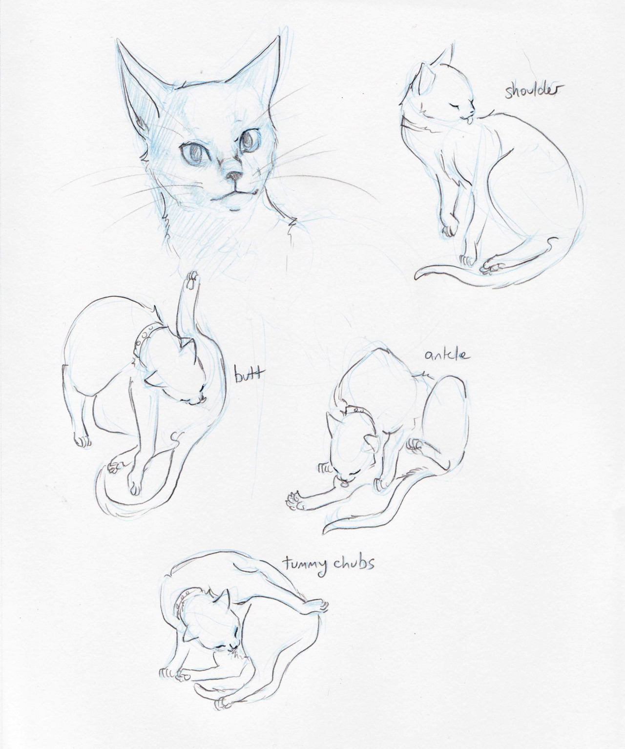 Cat Study – Amanda Turnage